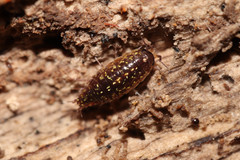 Ligidium germanicum