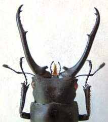 Hexarthrius vitalisi