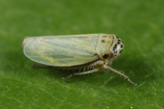 Handianus flavovarius
