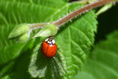 Harmonia axyridis
