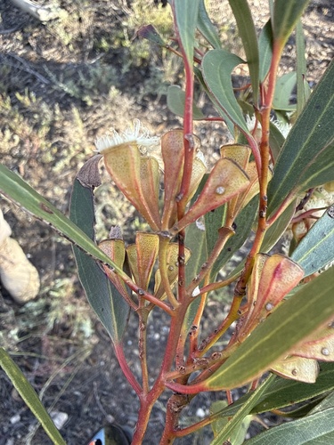 Eucalyptus calycogona observed 2026-10-13