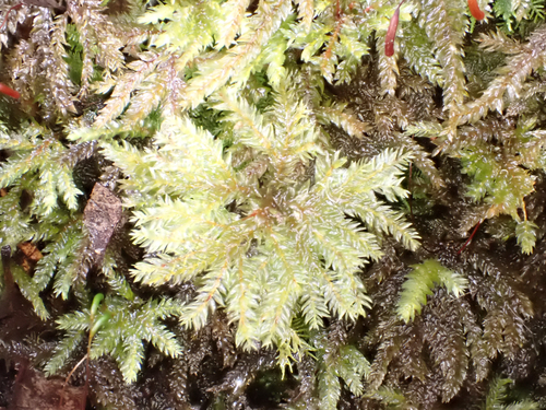 Hypnodendron vitiense observed 2026-10-13