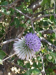 Echinops adenocaulos