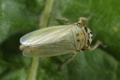 Handianus flavovarius