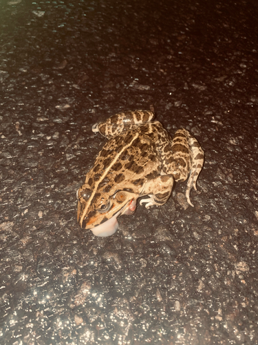 Jerdon's Bullfrog