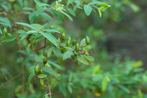 Hypericum geminiflorum observed 2026-09-27