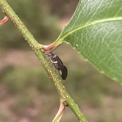 Cerastipsocus venosus