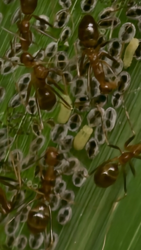 Yellow Crazy Ant