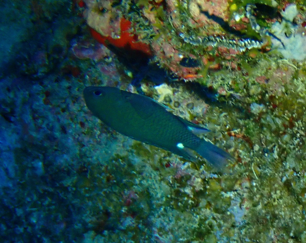 Twinspot chromis