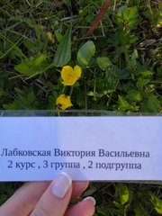 Ranunculus repens