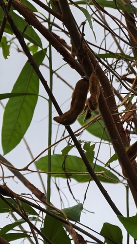 Mucuna pruriens observed 2026-10-13