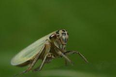 Handianus flavovarius