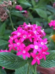 Pentas lanceolata