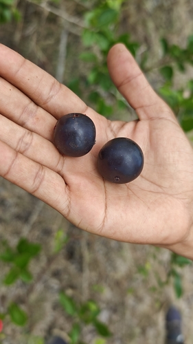 Flacourtia observed 2026-10-13