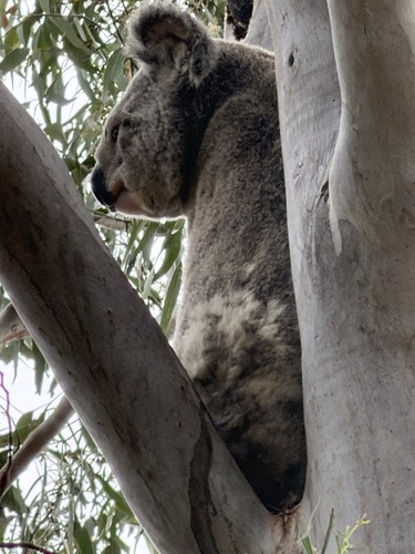 Koala