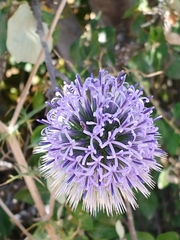 Echinops adenocaulos