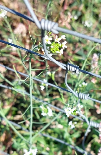 mouse-ear cress