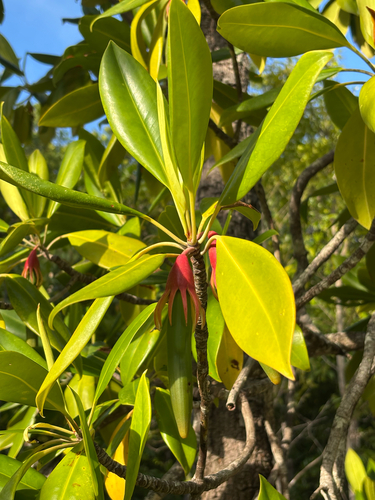 Bruguiera gymnorhiza observed 2026-10-13