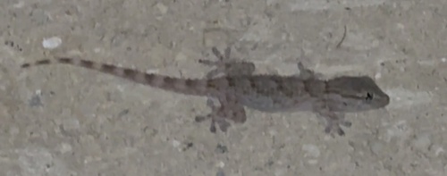 Moorish Gecko