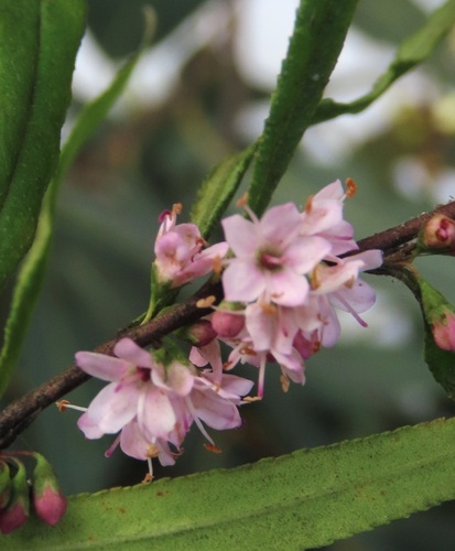 Myoporum bateae observed 2026-09-28