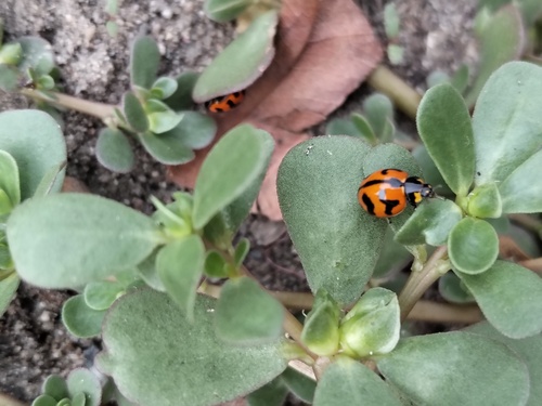 Small Transverse Ladybird Beetle