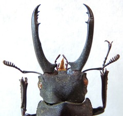 Hexarthrius vitalisi