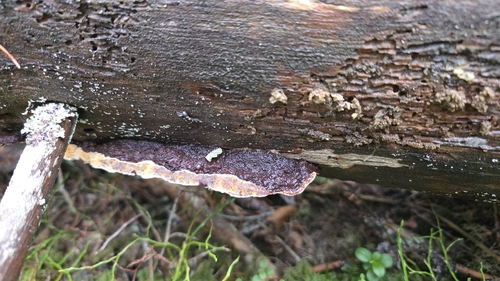 Phellopilus nigrolimitatus observed 2026-10-13