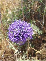 Echinops adenocaulos