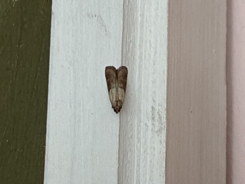 Indian-Meal Moth