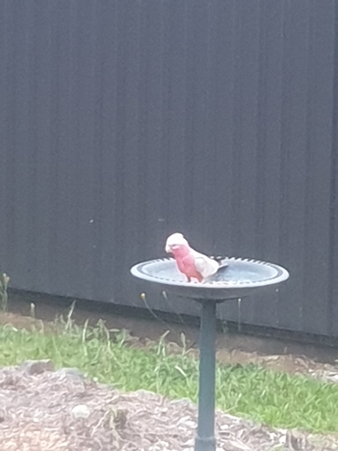 Galah