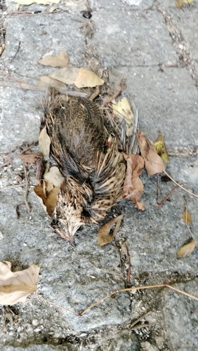Common Quail