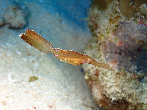 Solenostomus cyanopterus observed 2026-10-10