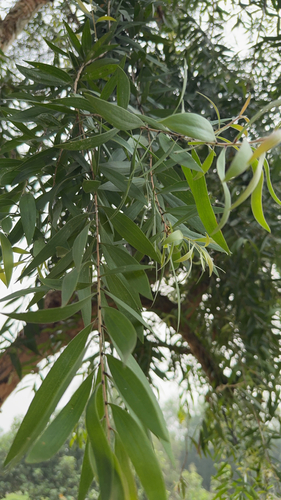 Melaleuca cajuputi observed 2026-10-13