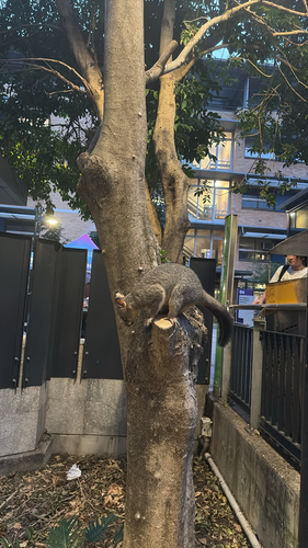 Common Brushtail Possum