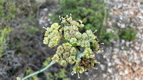 Cyathoselinum tomentosum