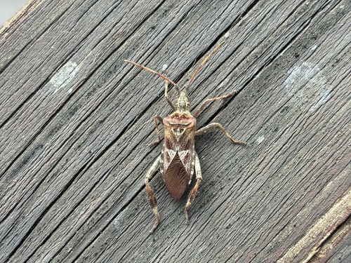 Western Conifer Seed Bug