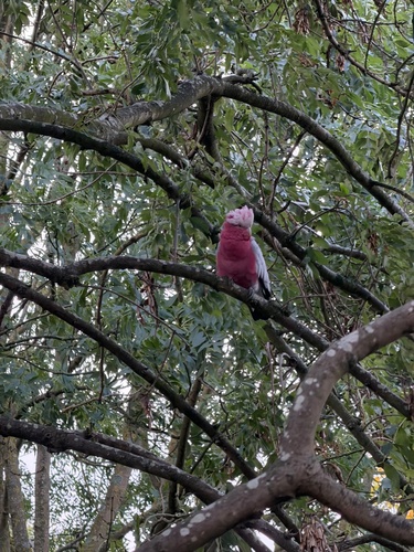 Galah