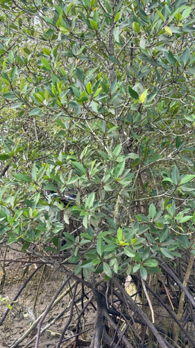 Rhizophora apiculata observed 2026-10-13