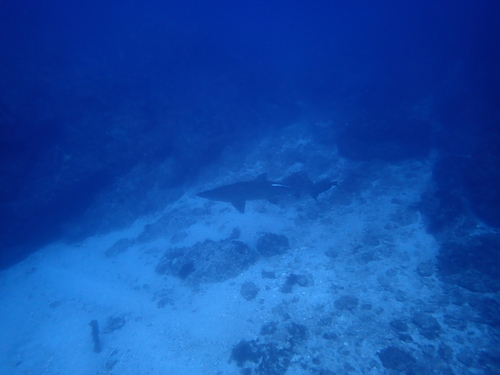 Sand Tiger Shark