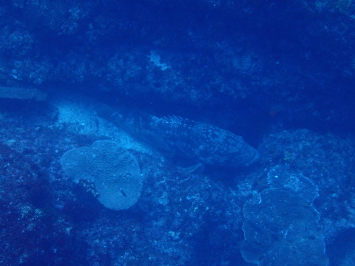 Epinephelus malabaricus observed 2026-10-11