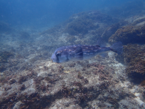 Chilomycterus reticulatus observed 2026-10-11