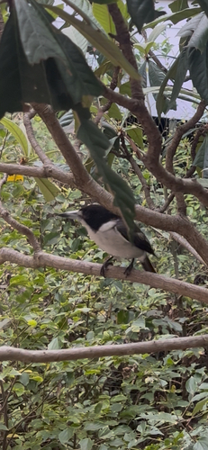 Grey Butcherbird