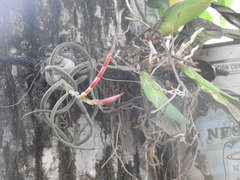 Tillandsia caput-medusae