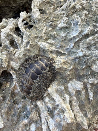 Acanthopleura gemmata observed 2026-10-13