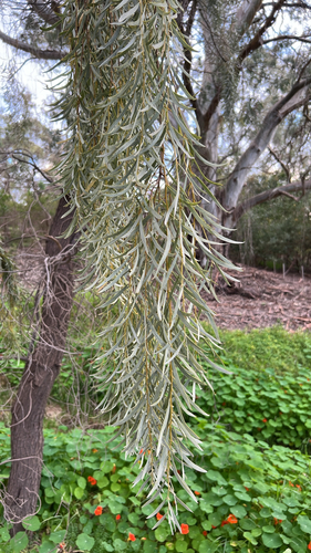 Acacia pendula, 2026-09-25