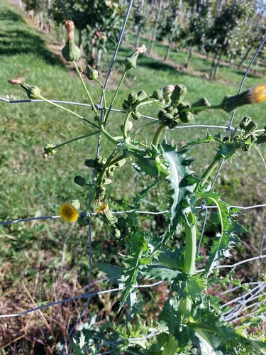 prickly sowthistle