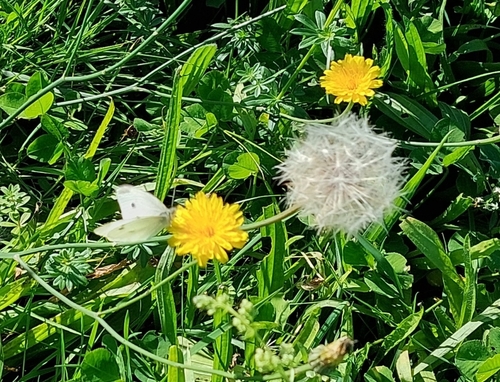 Small White