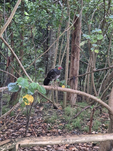 Australian Brushturkey