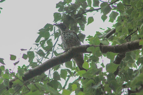Mistle Thrush