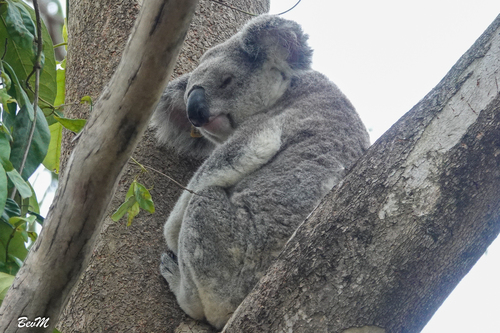 Koala